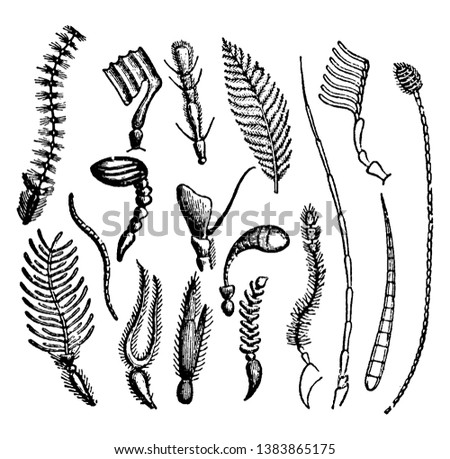 Antennae are often called feelers because the insect waves them around, vintage line drawing or engraving illustration.