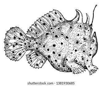 Antennariid are any member of the anglerfish family Frogfishes, vintage line drawing or engraving illustration.