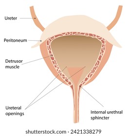 Sección transversal anterior de la vejiga (fuera del peritoneal)
cavidad)