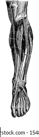 Anterior Region of the Leg, showing muscles and bones, vintage engraved illustration. Usual Medicine Dictionary by Dr Labarthe - 1885