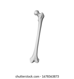 Anterior View Of The Human Femur (thigh Bone). Vector Illustration