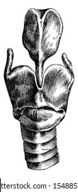 Anterior View of the Larynx showing Laryngeal Cartilages, vintage engraved illustration. Usual Medicine Dictionary by Dr Labarthe - 1885
