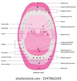 Anterior view of the mouth consists of the lips, tongue, palate, gums, and teeth.