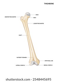 Anterior view of the right thighbone. Classification of human bone. vector illustration.