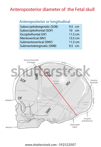 Anteroposterior Diameter