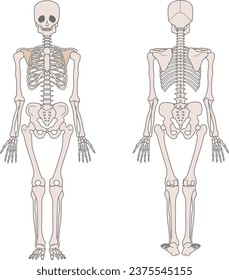 Anteroposterior skeleton of human body