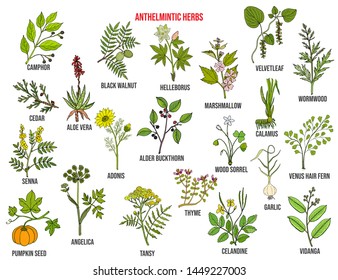 Anthelmintic or antihelminthic herbs collection. Hand drawn set of medicinal herbs