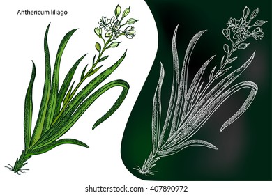 Anthericum liliago. St. Bernard Lily. Anthericum ramosum. Vector illustration