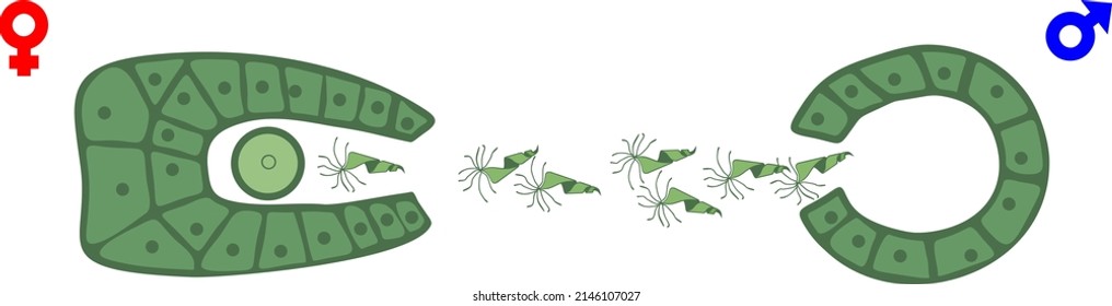 Antheridium And Archegonium Of Fern. Scheme Of Fertilization In Spore Plants