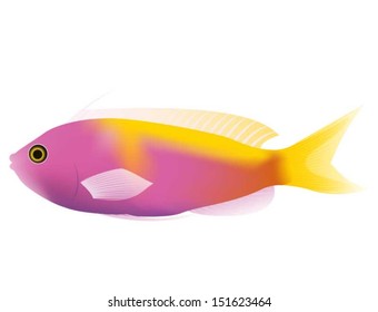 BartlettÃ¢Â?Â?s Anthias 