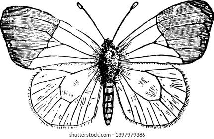 Antocaris Cardamines en los que la extremidad de las alas superiores de un bonito dibujo de la línea de color amarillo anaranjado o ilustración de grabado.