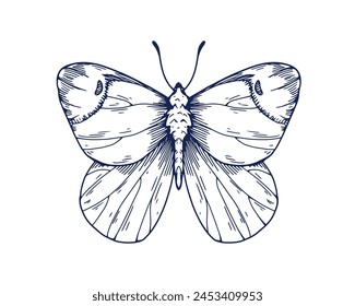 Anthocharis damone, butterfly in vintage detailed style. Eastern orange tip moth, insect, ink drawing. Retro engraved etched hand-drawn vector graphic illustration isolated on white background