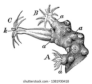 Anthozooids which is specially an ape or apeman, vintage line drawing or engraving illustration.