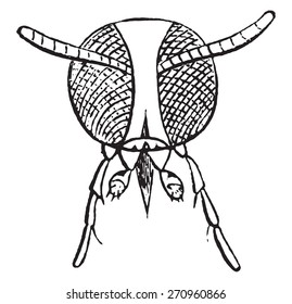 Anthrax flies, vintage engraved illustration. Natural History of Animals, 1880.
