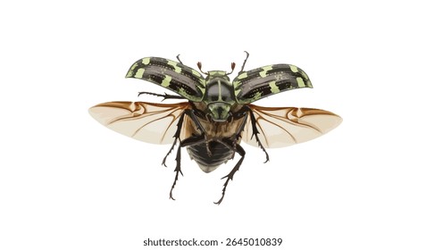 Anthrenus Verbasci (Varied Carpet Beetle) in Flight With Wings Spread, Isolated on White Background