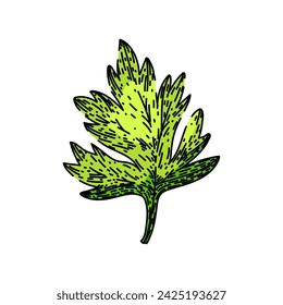 anthriscus chervil hand drawn. plant illustration, food fennel, parsly etching anthriscus chervil vector sketch. isolated color illustration