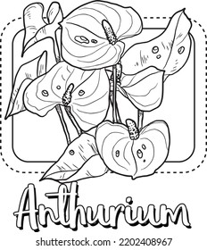 Anthurium Artline Flower Illustration For Kids Coloring Book