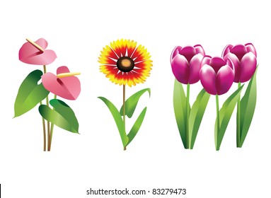 Anthurium, Blanketflower and Tulip plants with flowers