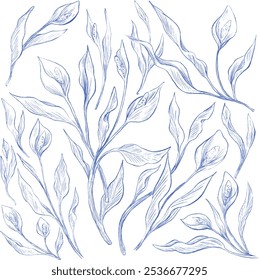anthurium botanical floral pattern sketch illustration