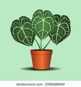Anthurium clarinervium, also called the velvet cardboard anthurium, in a terracotta pot with a mint green background.