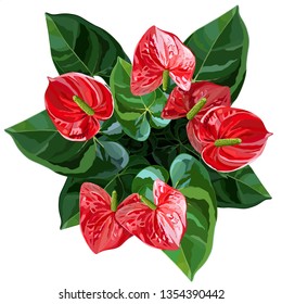 Anthurium or flamingo flowers top view vector illustration