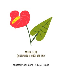 Anthurium flat vector botanical illustration. Hand drawing of exotic, tropical flower. Isolated plant clipart with typography. Icon, logo design element for florist shop business 