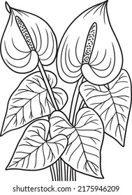 Anthurium Flower Coloring Page for Adults