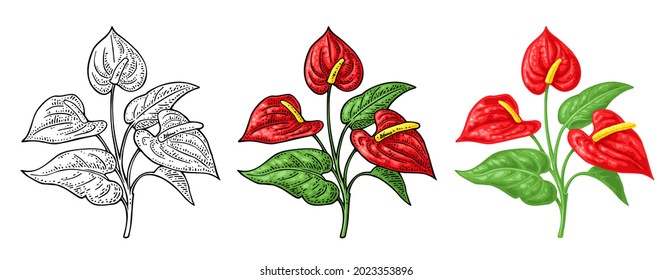 Anthurium flower with leaves. Color engraving realistic vintage vector illustration isolated on white background. Hand drawn ink design element for label and poster