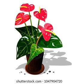 Anthurium Flower In A Pot