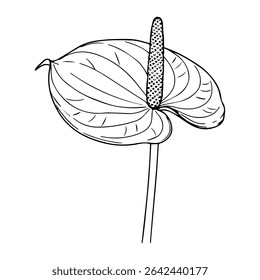 Silhueta de flor de antúrio. Elemento vegetal em estilo desenhado à mão sobre fundo branco isolado.