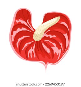 Vector de flores de antrurio Ilustración aislada en un fondo blanco.