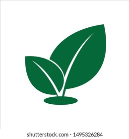 Anthurium flowers are beautiful large green leaves, such as trees or vegetable spices taro which often grow or are planted in rice fields as gouramy food