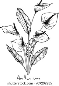  Anthurium flowers illustration on white background.