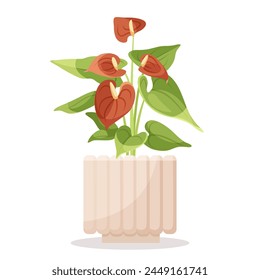 Anthurium flowers in a pot, flat vector illustration, isolated on a white background, concept of indoor plants and home decor. Vector illustration