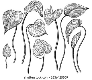 Anthurium flowers set. Hand drawn vector illustration. Collection of tropical plants. Vintage botanical sketches isolated on white. Contour elements for design, typography, print, poster, card, decor.