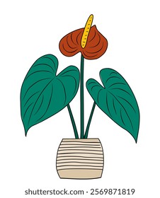 Anthurium house plant growing in ceramic hand made pot. Indoor potter plant for interior design. Colored outline vector illustration isolated on white background