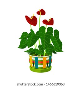 Anthurium Indoor Plant in Pot. Beautiful Image For Online Store, Advertising, Your Site. Houseplant in Flower pot vector icon on white background