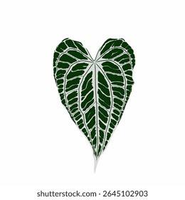 Anthurium king clarinervium forma de folha com motivos bonitos e atraentes