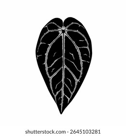 Anthurium king clarinervium leaf shape with beautiful and attractive motifs