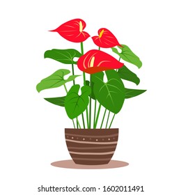 Anthurium, Laceleaf plants in the pot. Vector illustration, flat style. Tropical plants with flowers and leaves. Abstract geometric ethnic pattern on ceramic pot. Flamingo flower, red tailflower.