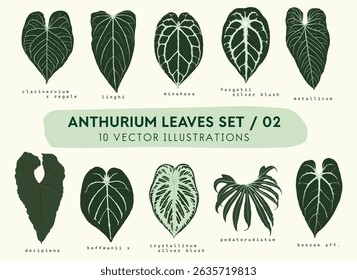 Folhas de antúrio set ilustração, vetores botânicos detalhados de alta qualidade, jardim tropical, plantas raras interiores
