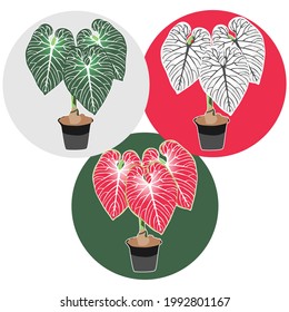 flor anthurium regale, flor vectorial con hojas verdes amplias y hermosas con una variedad de hermosas opciones de color