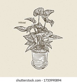 Anthurium, tailflower, flamingo flower, or laceleaf. Hand draw sketch vector