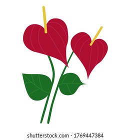 Anthurium, a tropical red flower. Vector illustration. In the style of hand drawing.