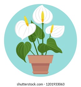 Anthurium white flowers. Vector icon in flat style. Home plants in pot. 