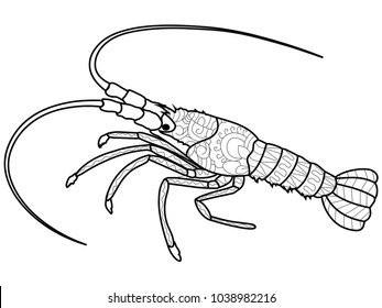 Anti stress crawfish coloring book for adults. Crustacean on the bottom of the river. Cancer or shrimp. Vector illustration of black lines, white background