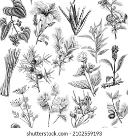 Antibacterial herbs seamless pattern.  Juniper Tree. Engraving sketchy hand-drawn vector illustrations set.