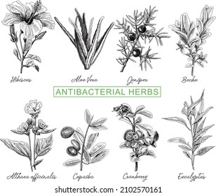 Grupo de hierbas antibacterianas Grupo de hierbas antibacterianas: hibiscus, aloe vera, juniper, cranberry, althaea officinalis, copaiba, buchu, eucalyptus Juniper Tree. Conjunto de ilustraciones vectoriales de grabado.