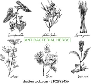 Grupo de hierbas antibacterianas Grupo de hierbas antibacterianas: sarsaparilla, cedro blanco, limoncilla, anís, vinca, lémino cúrcuma de limón cúrmico vectorial. 