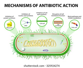 antibiotic. Mechanisms of action of antimicrobials